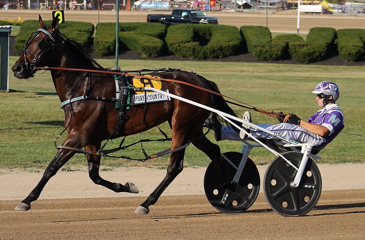 Happy Birthday to Pure Country born 4 years ago today #HarnessRacing