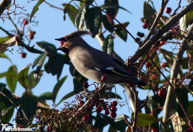 Waxwings at last! Full story new on my blog. Fancy a read: ow.ly/qSSY100AmFO  #OutdoorBloggers #wildblogs