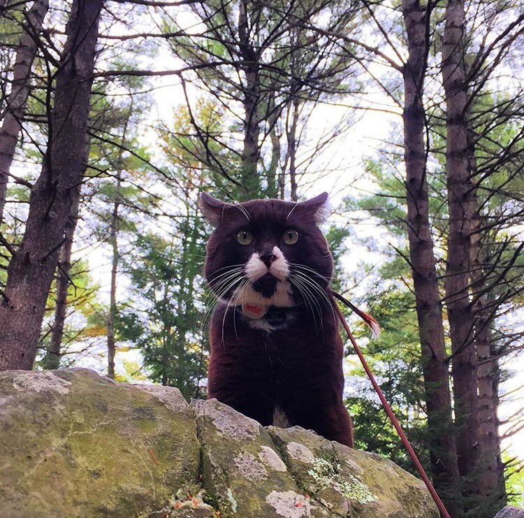 campingwithcats's tweet photo. #cathaiku
Fettered by this leash
I drown in antipathy; 
Yearning for reprieve. 
#campingwithcats @burmaadventurecat https://t.co/rvV8SYe2f8