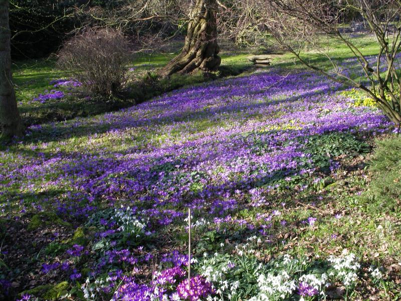 EssexNGS's tweet photo. The Old Rectory #Boreham this Sat &amp; Sun. Snowdrops and crocus 12-3 pm. Hot soup and rolls.. Carpets of snowdrops, cyclamen and crocus. https://t.co/BCkcy4silZ
