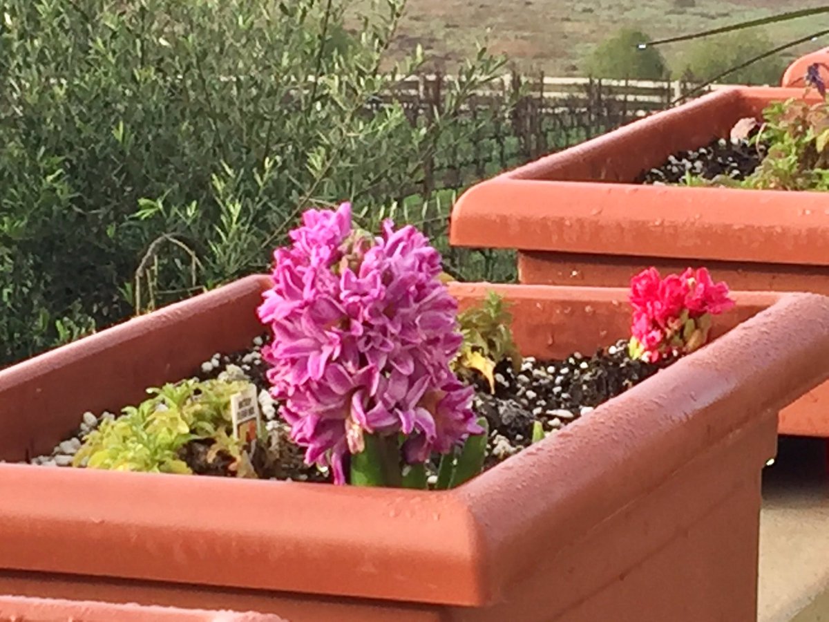 lsinkay's tweet photo. My Hyacinth emerged and saw its shadow this morning!  Spring is coming soon! https://t.co/m9e9JSSIcy