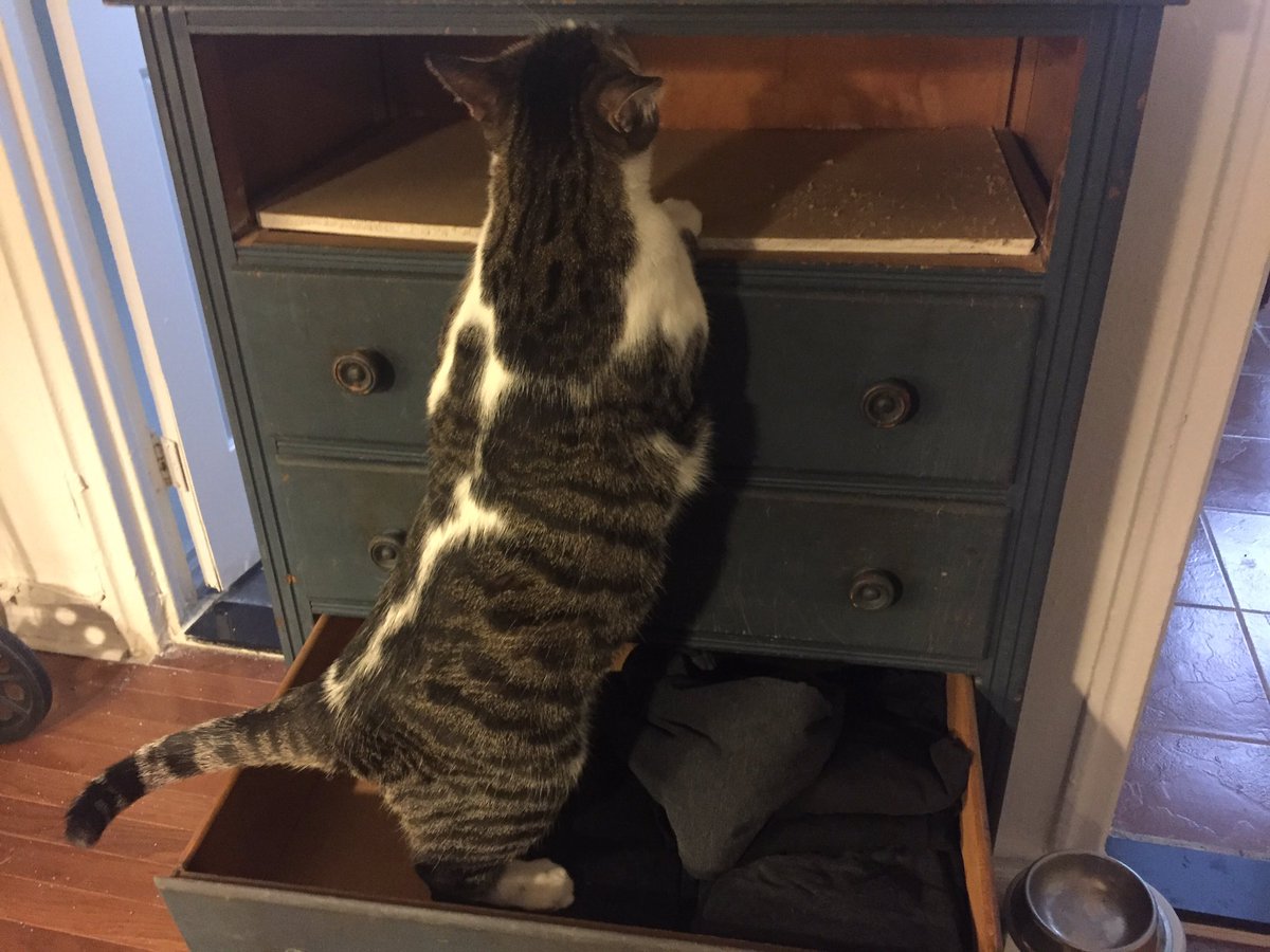 MySlowMoCat's tweet photo. Roger "helps" put the clothes away. #cats #JellyBellyFriday #CatsOfTwitter #cute #funnyboy https://t.co/HtZSzLlX59