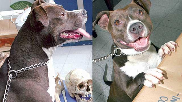 NoticiasCaracol's tweet photo. Quiénes son en realidad un peligro, ¿los perros o sus dueños? https://t.co/ZprT7iU40w https://t.co/nVuimwTWLI