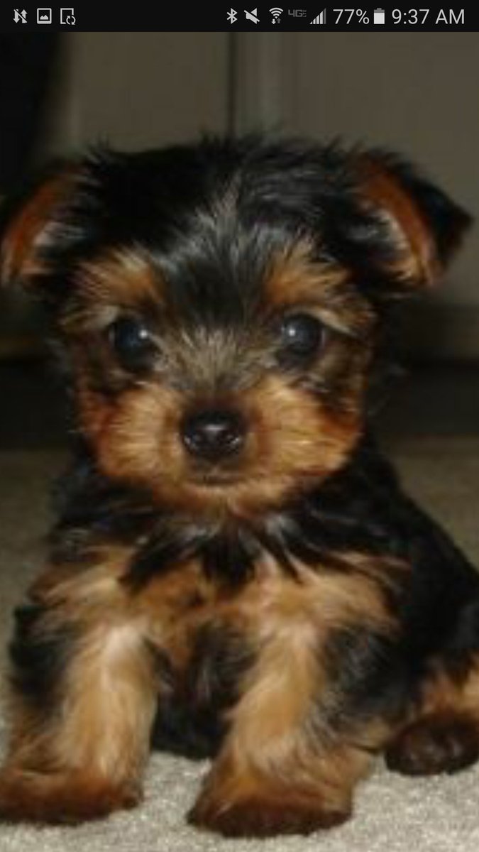 ConnerComics's tweet image. Not a comic I just like teacup yorkees