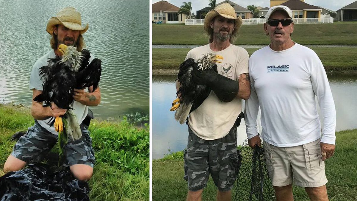 Fla. man jumps in pond to save bald eagle from jaws of alligator bit.ly/2lzoYpQ https://t.co/TtbZroeAkN
