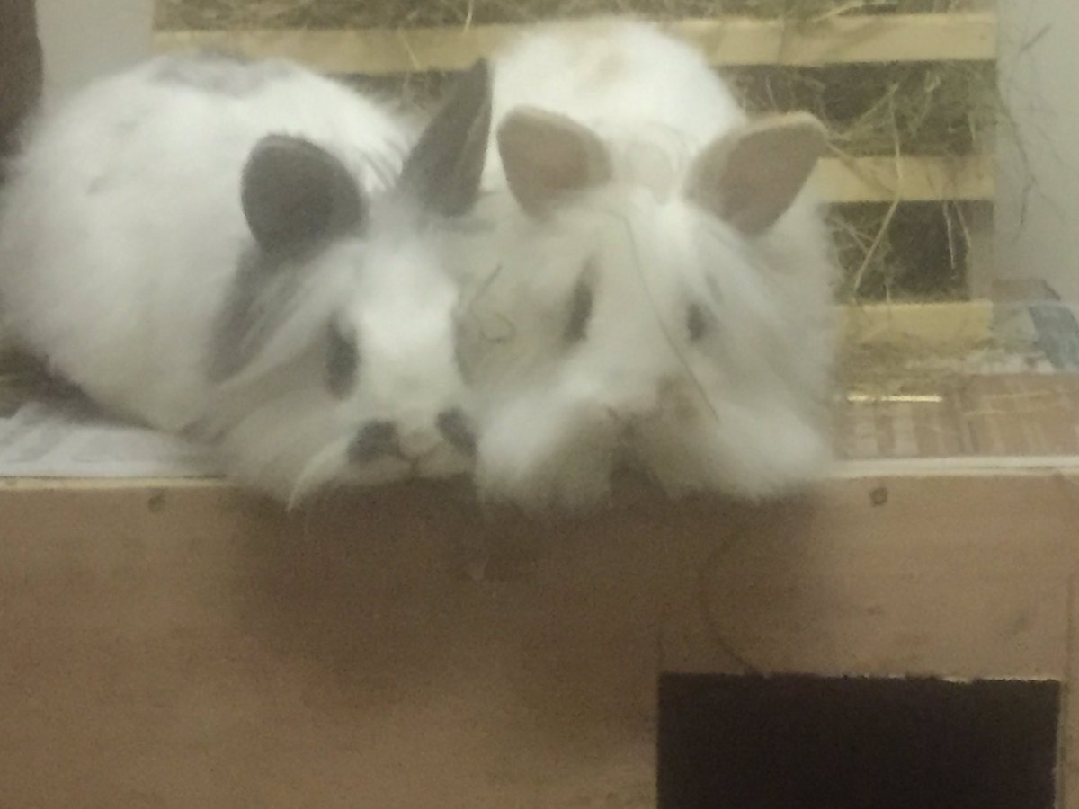 TPRehoming's tweet photo. These two gorgeous babies went to their furever home today. #AdoptDontShop https://t.co/A7XGg2LtQB