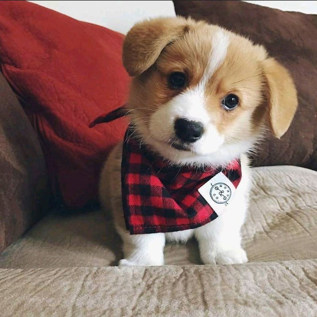 AnimalLulz's tweet photo. https://t.co/Pi5zgqqZgh So fluffyyyy
Via kayyylindzzz from #reddit 
#dog  #puppy #corgi #puppies #fluffy #AnimalLu… https://t.co/i51AbRlh04
