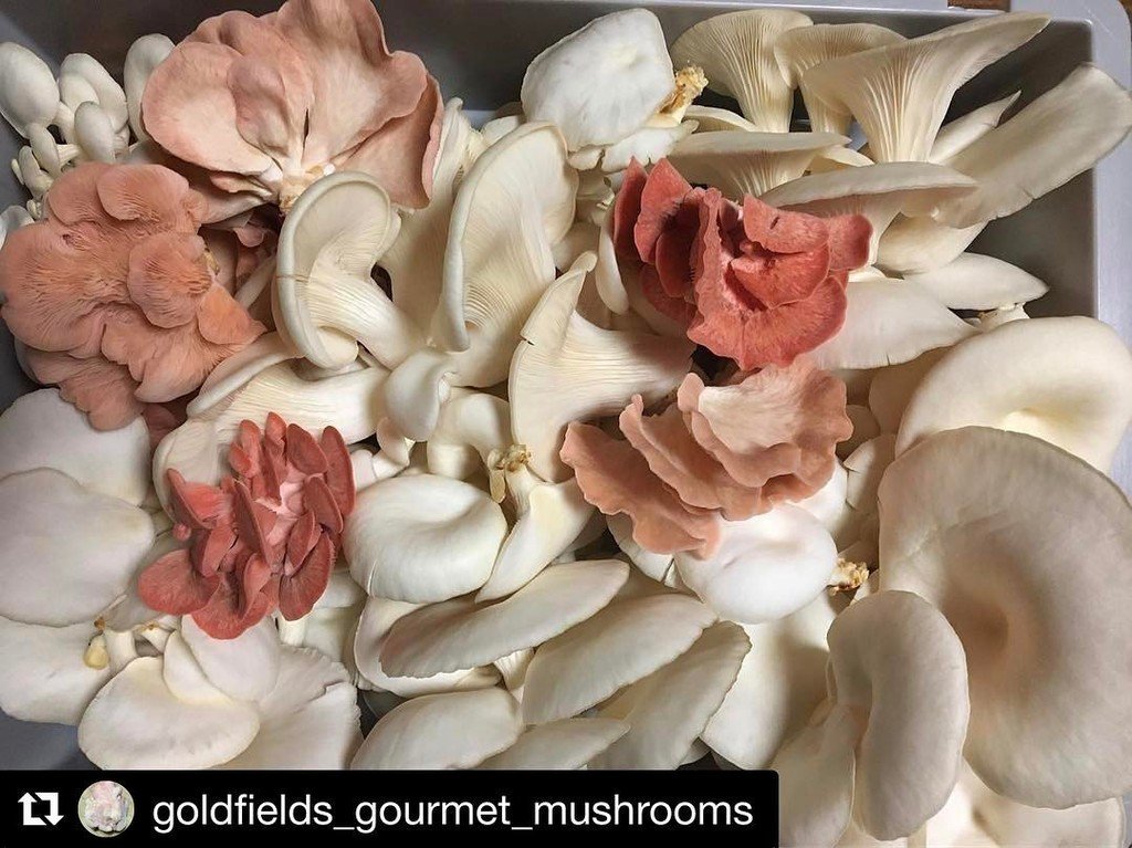 Can't wait to taste these at the Ballarat Local Food Forum on Monday! #blff2017