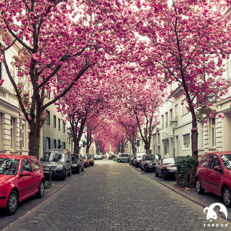 zeepodapp's tweet photo. Cherry Blossom Avenue in Bonn, Germany
#travel #zeepod #destination #trip #backpackers #traveltheworld #travelbloggers #adventures #app https://t.co/tlWY0B9LzB
