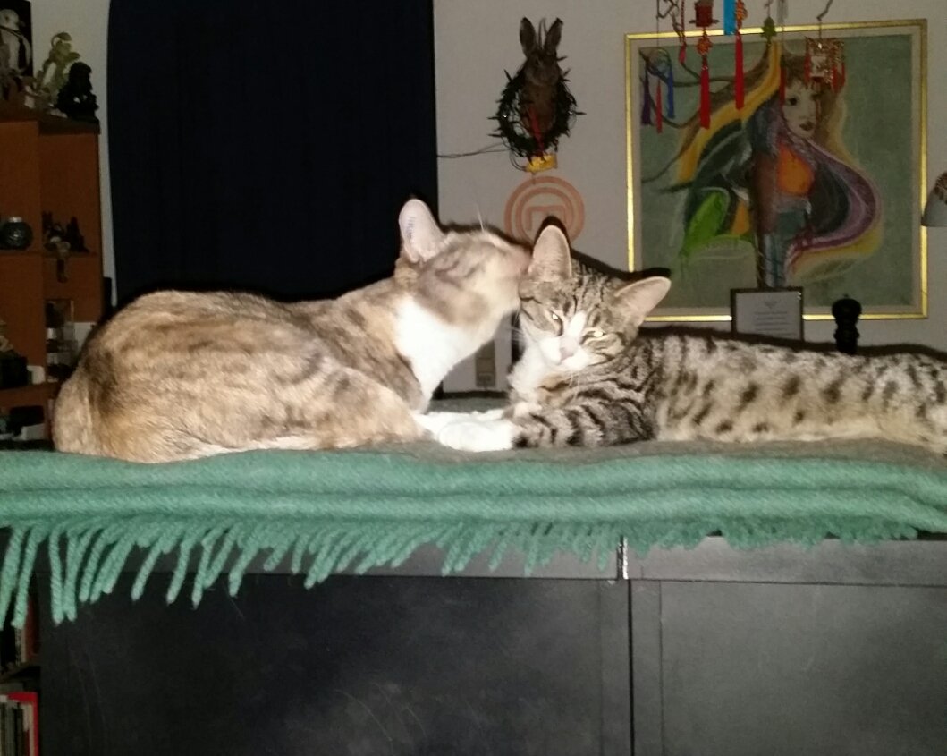 Kmoztar's tweet photo. Åh, mit kattemoderhjerte svulmer. Iskelil har godt nok taget den lille fryns til sig #Iskelil #FonzieTheCat #CrazyCatLady #katteguld https://t.co/2UwetqcRVg