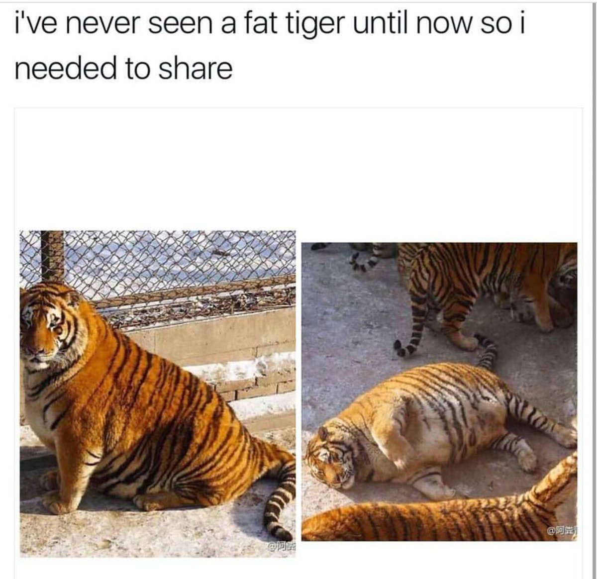 ArianaJasmine01's tweet image. Maybe she's just pregnant #notbodyshaming 😆