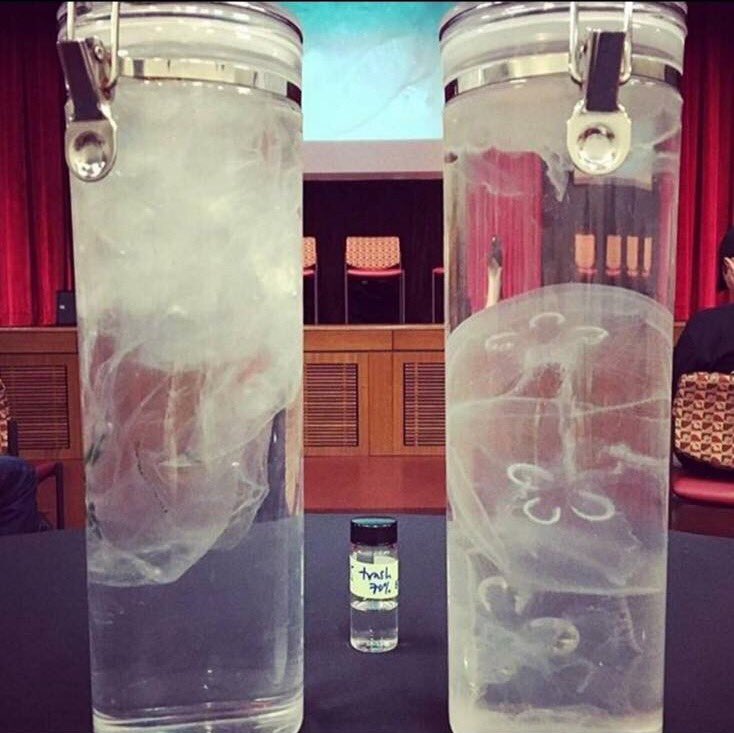 LewisPugh's tweet image. One of these contains plastic bags, the other contains jellyfish. Now imagine you're a hungry sea turtle.