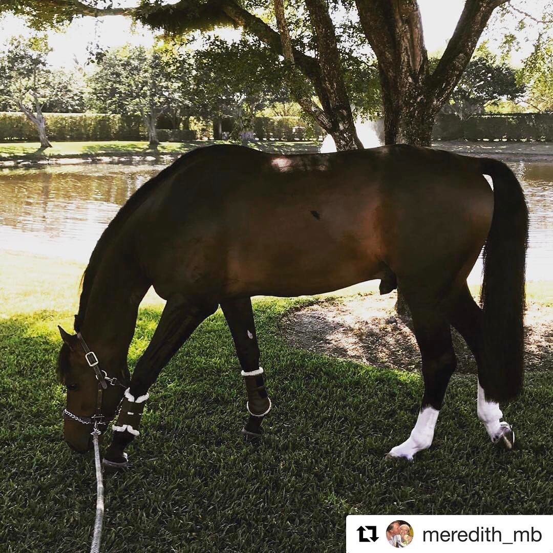 arockstarclean's tweet photo. #Repost @meredith_mb with @repostapp
Samurai chilling by the pond. 👍🏼🐎 #drycleaners #wellington #familyowned #equestrian #shoplocal https://t.co/j1praRKH64