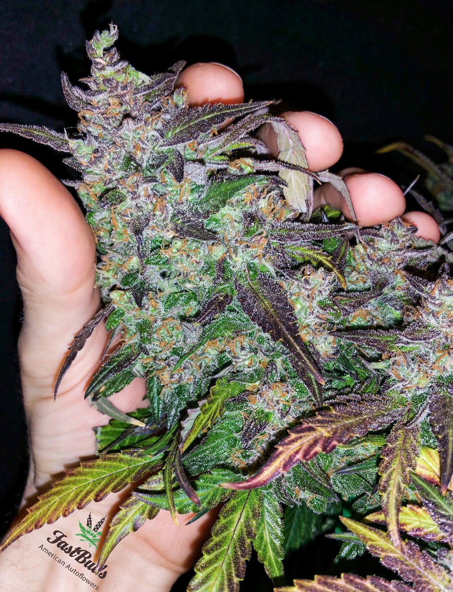 Fast_Buds's tweet photo. Our #Fastberry by ✪ @tripaholic_88 ✪ on @grow_diaries 🌳💚🌳Get your #Premium #American #Autoflowers with #FastBuds and #EnjoyGrowingFaster 🔥 https://t.co/nyc2bE0PRk
