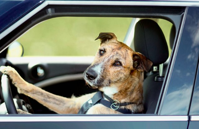 Image result for .“Excuse me, can you give me directions?”