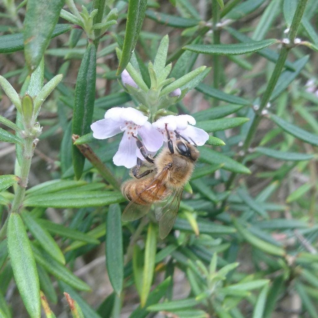beesofsuburbia's tweet photo. Good morning suburbia! #bees #foragerbee #melbournebees https://t.co/lqq0aDQNVb https://t.co/ZFj9qjJsqM