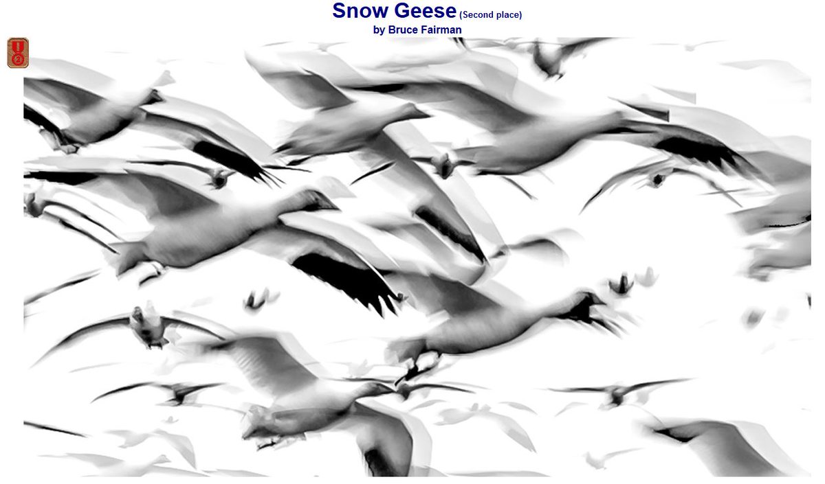 New West Photo Club tweet media