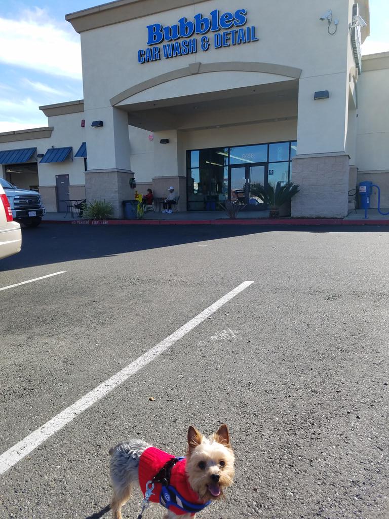 RyderEG's tweet photo. When the sun comes out, its busy @ Bubbles car wash. Nice day for a walk. #exercisedog #mulitasker https://t.co/A6bxOYIZYI