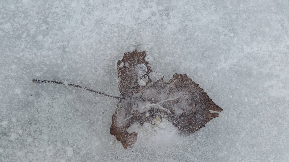 Friday office fun on an urban (and frozen) wetland adventure! #MKE #harbordistrictmilwaukee #brrr