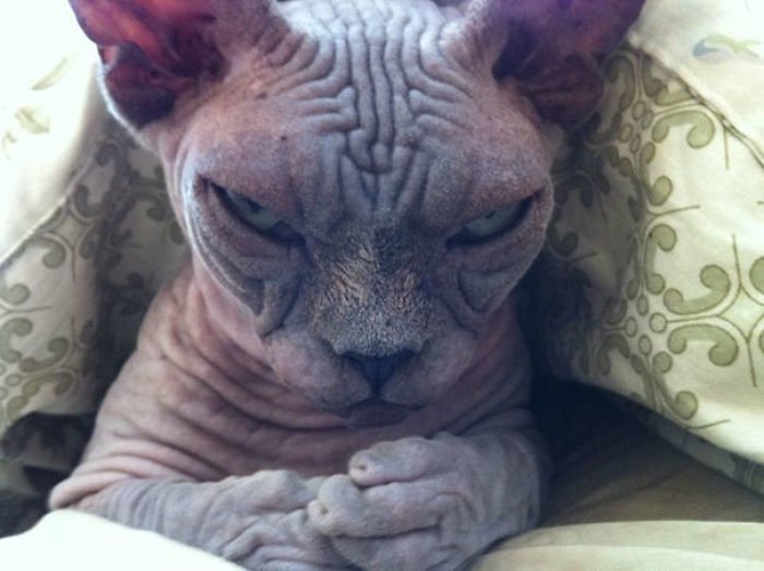 ThingsYsl's tweet photo. 20+ Angry Animals That Are Not To Be Messed With https://t.co/Ugga40DnVy #youshoudknow #viralnews #socialmedianews https://t.co/9dnCWetzBo
