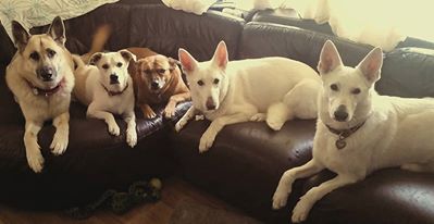 GSDLuna's tweet photo. @KeithOlbermann, thank you for being a voice for us #animals. Our humans are involved in #animalrescue and they thank you too. :-) https://t.co/NMGfKAFGHH