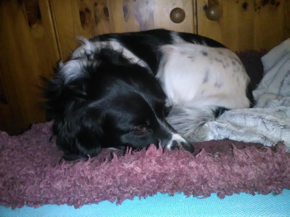 PaulaFeaheny's tweet photo. @torodani1 @BobbySuperCute All snuggled up in front of the heater? https://t.co/vUG99w3nyU