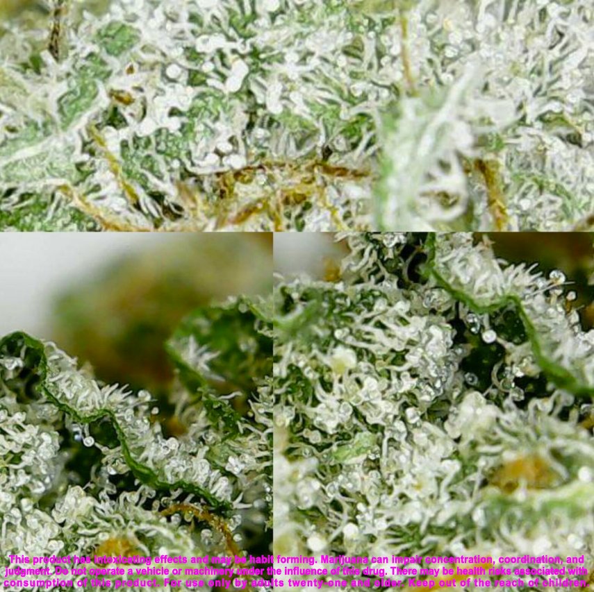 Try some OG Kush (28%) from <a href="/CedrCrkCannabis/">CedarCreek Cannabis</a> The classic West Coast hybrid we all love. It carries an earthy pine and sour lemon scent.