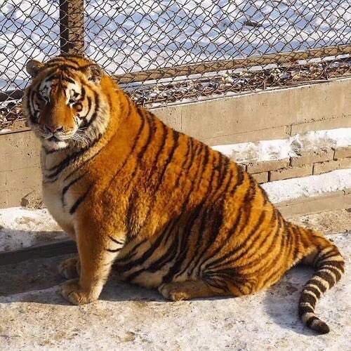 RileyEvans23's tweet photo. Completely unrelated to school but I really want a fat tiger 🐯 https://t.co/wThigysIer