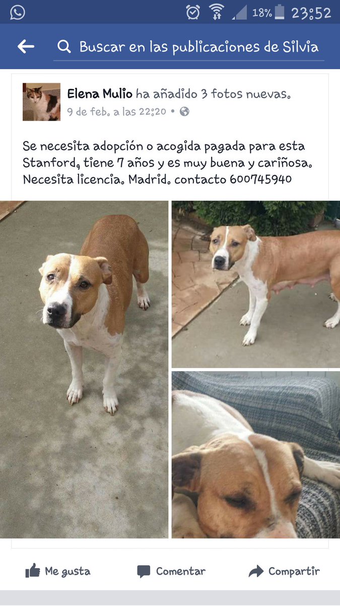 Ponunbicho's tweet photo. #acogida #adopcion mi noa lleva un año entero buscando un hogar! Ya le toca! #AdoptaNoCompres 600745940 https://t.co/8IECttkwQl
