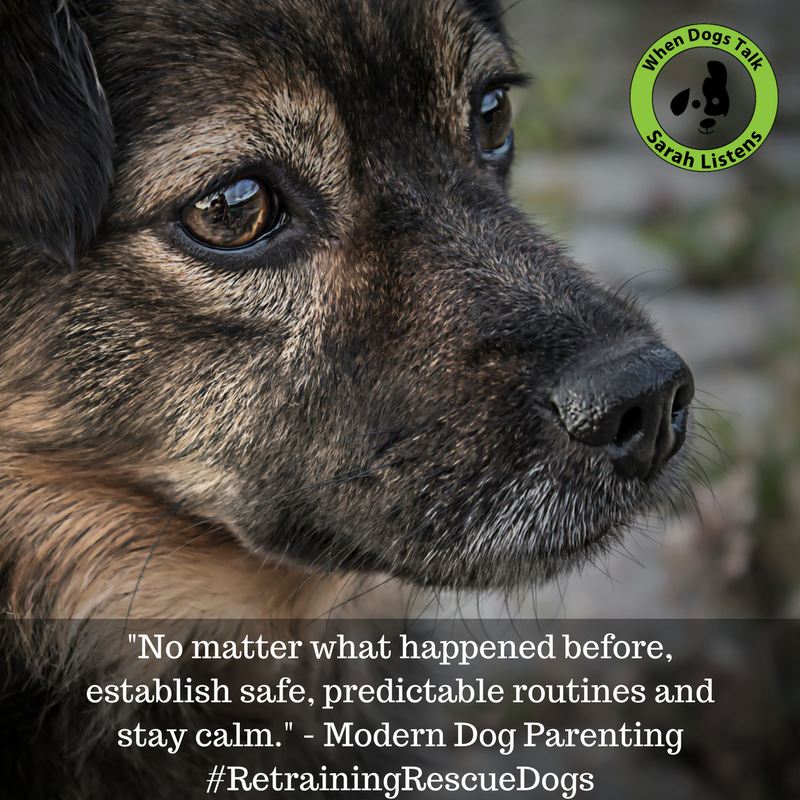SarahSaysPets's tweet photo. #moderndogparenting on Retraining A #RescueDog https://t.co/fKKqEzBEEv #newpuppy #sarahhodgson #bestseller #furbaby https://t.co/JCGp7UMyMf
