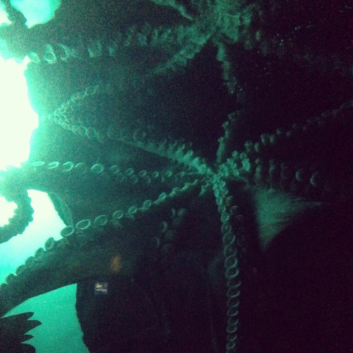 KrystianScience's tweet photo. Best part of @calacademy last night. GIANT Pacific Octopus 🐙 #science #cephalopod https://t.co/cgOrNR6o1X