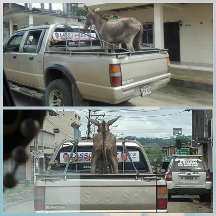 salitor4's tweet photo. #NiLassoNiFeriadasso Lasso el cambio no será contigo #LadronassoEnLoja Llegó, llegó https://t.co/BHcFlHsApN