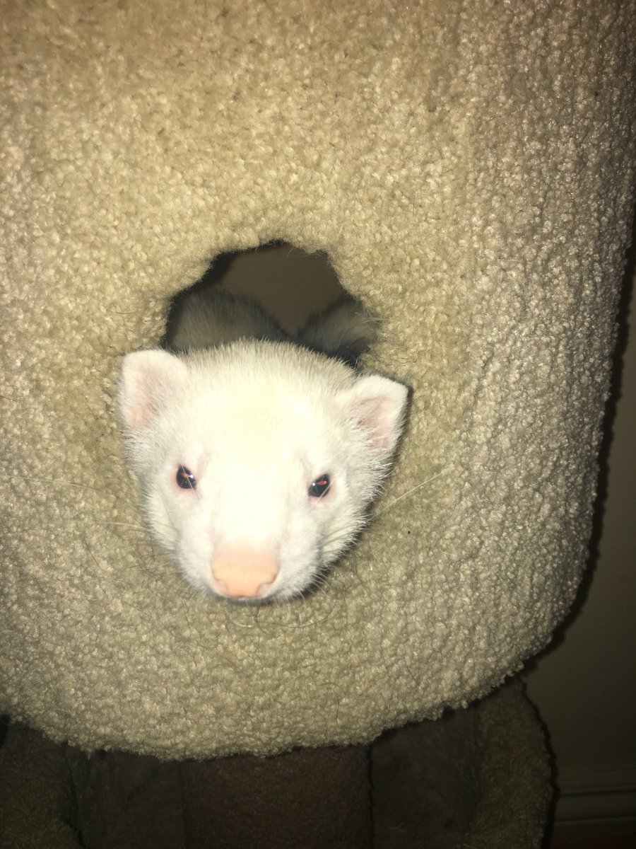 Ferret Aid Society (Ferret_Aid) Twitter