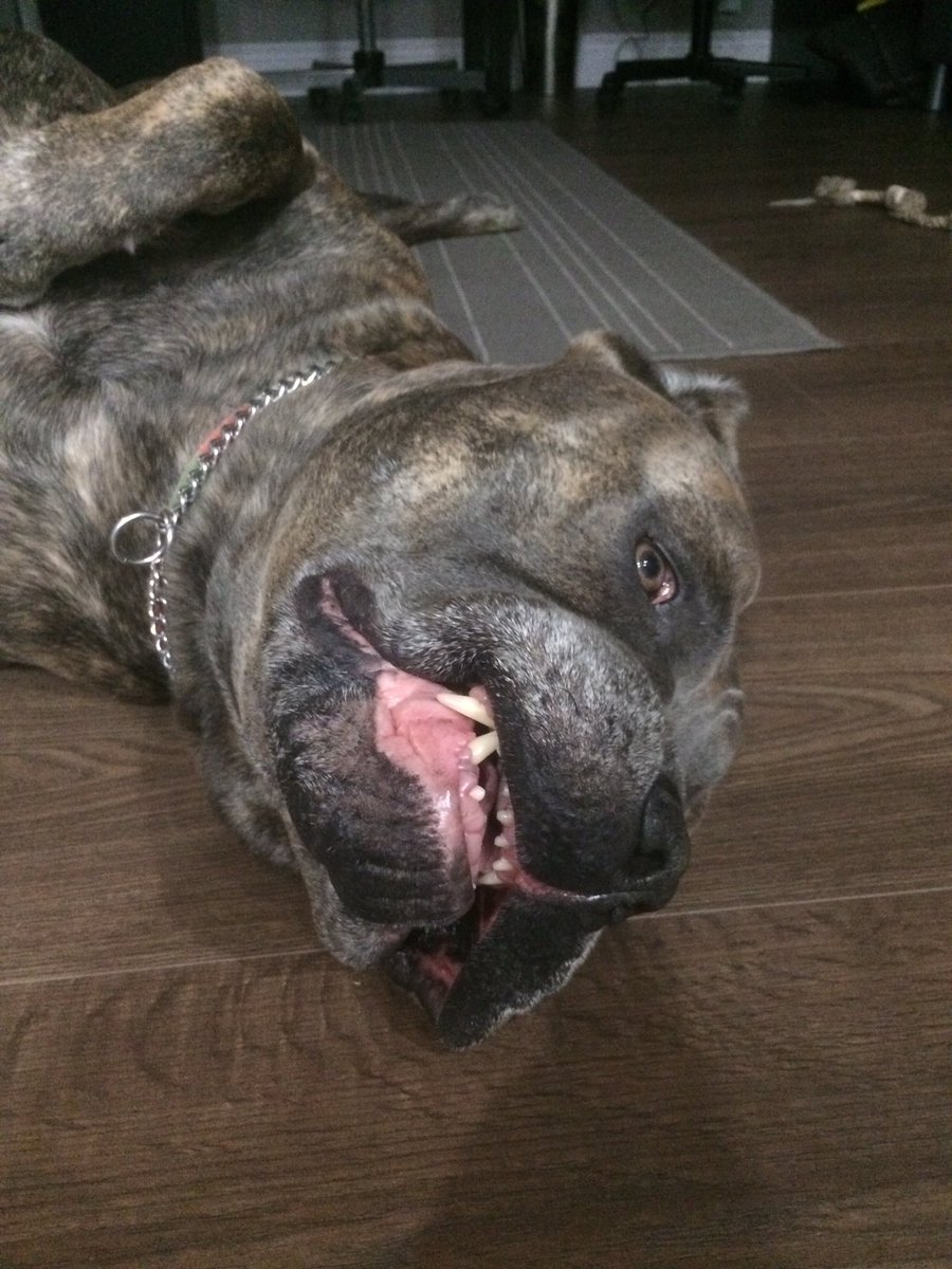 MaximoCaneCorso's tweet photo. U mad bro??? https://t.co/F447E8Zyr9