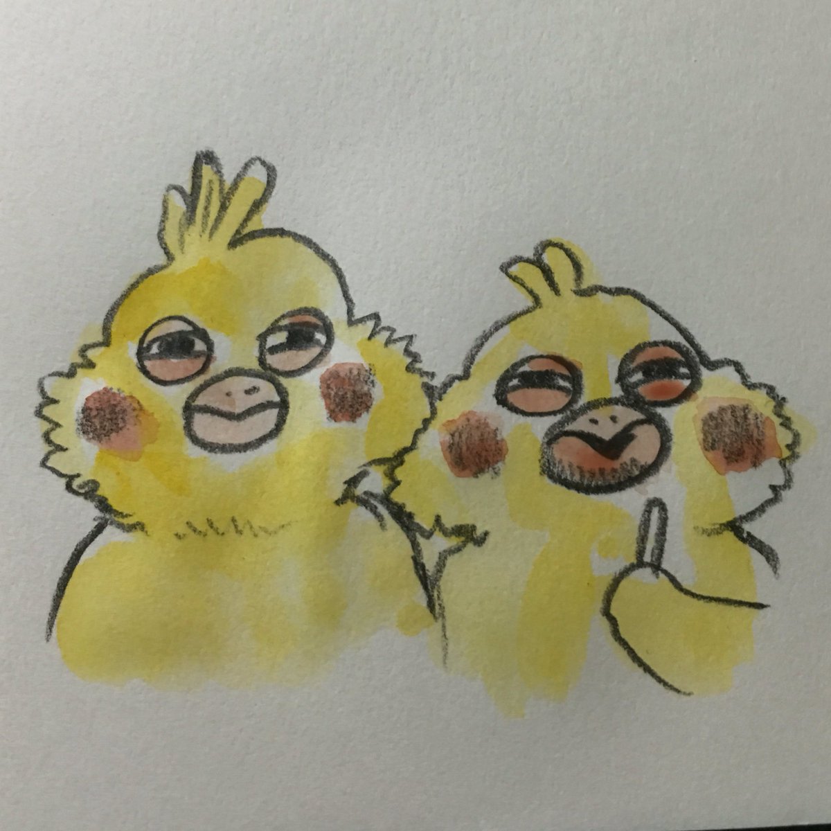 トップコレクション ポインコ 壁紙 Hd壁紙画像コレクション