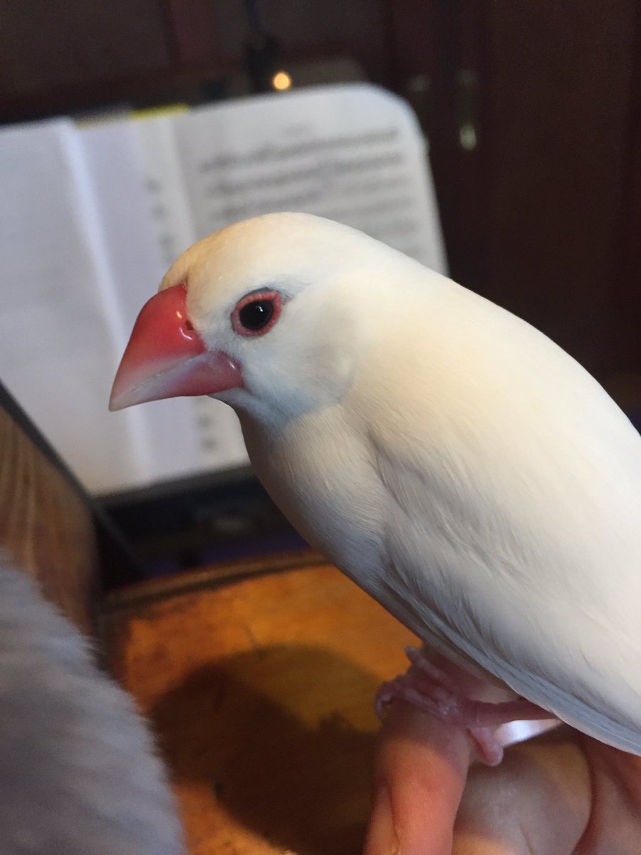 i_peatey's tweet photo. イケメン❤︎ 結婚したい💒
#文鳥 https://t.co/614kKH74fK