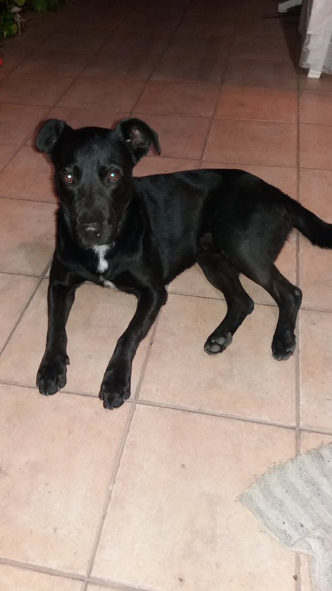 _santif's tweet image. Encontre perro en Paternal, necesito a alguien que lo pueda tener si no aparece el dueño