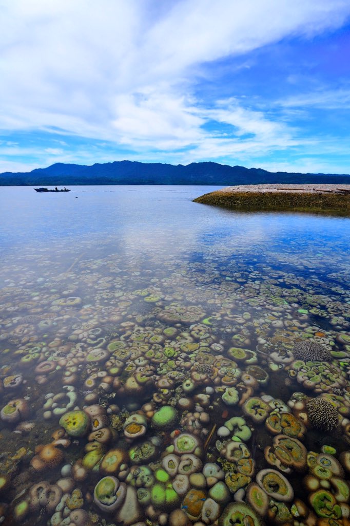 chaidil_teuku's tweet photo. Pastofiri island, Halmahera Barat #pesonaindonesia #acehindahlagoina #hunting #pastofiriisland #topimage https://t.co/kOtp7oGN16