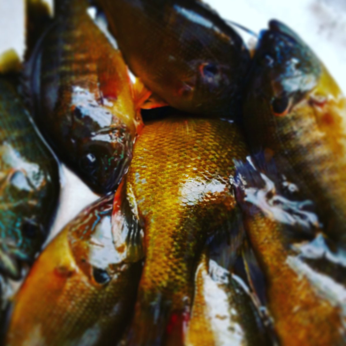 just_hooked's tweet photo. A #coldcatch #fishing #ohiofishing #justhooked #rockbass #northcentral https://t.co/6977TWVsSJ