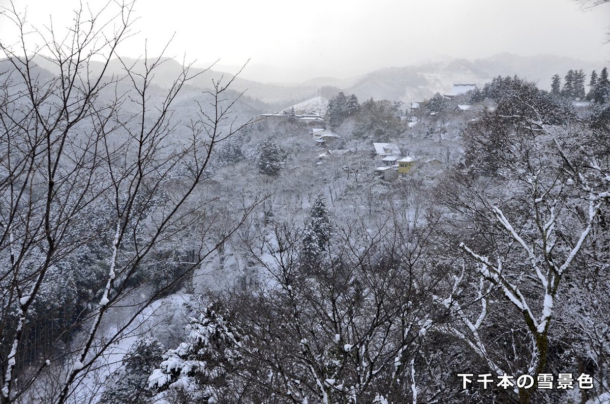 吉野山最新情報 降雪情報 吉野山では昨夜も雪が降り続け 積雪は多い所で約10cm 朝から塩化カリウム を撒く作業車が出ており 道路上の雪はかなり溶けて来ましたが車でご来山の方は充分にご注意下さい 雪 冬 奈良 銀世界