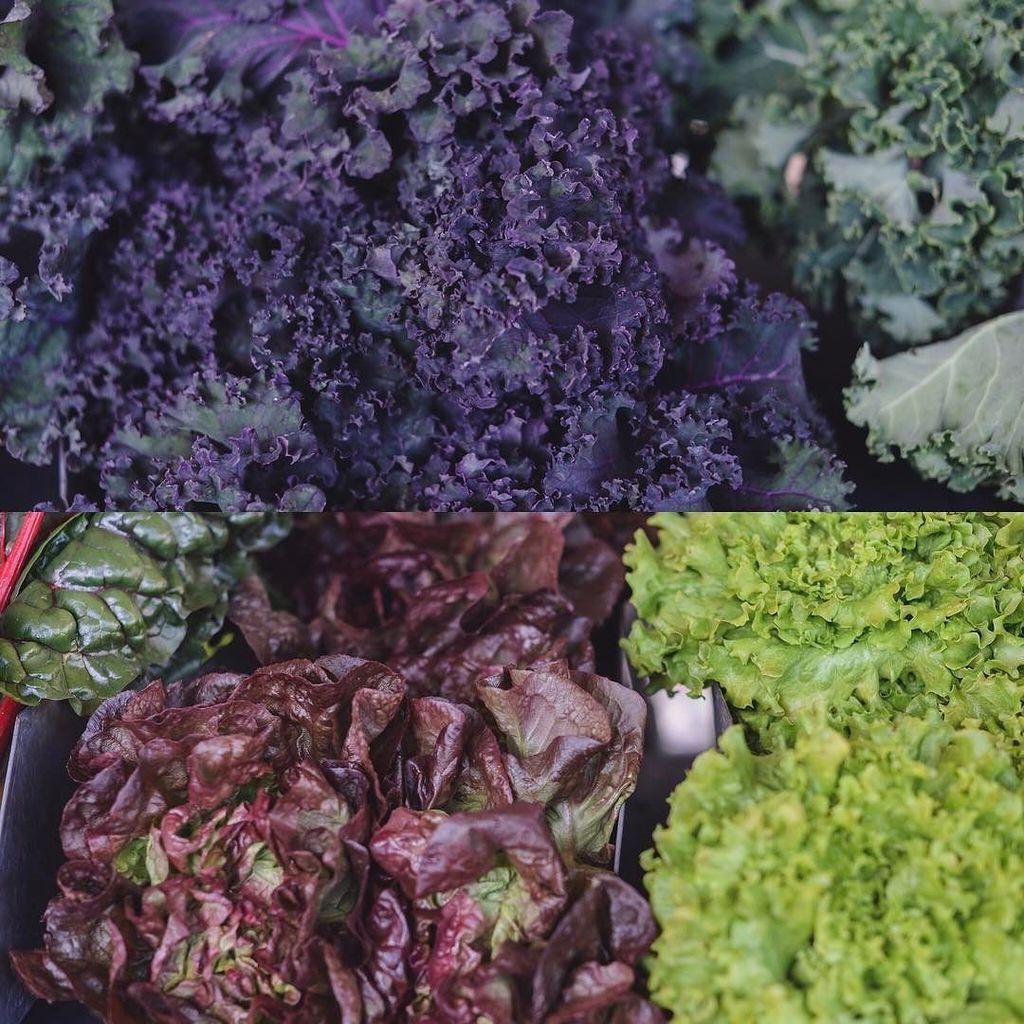 Agritopia Farm tweet media