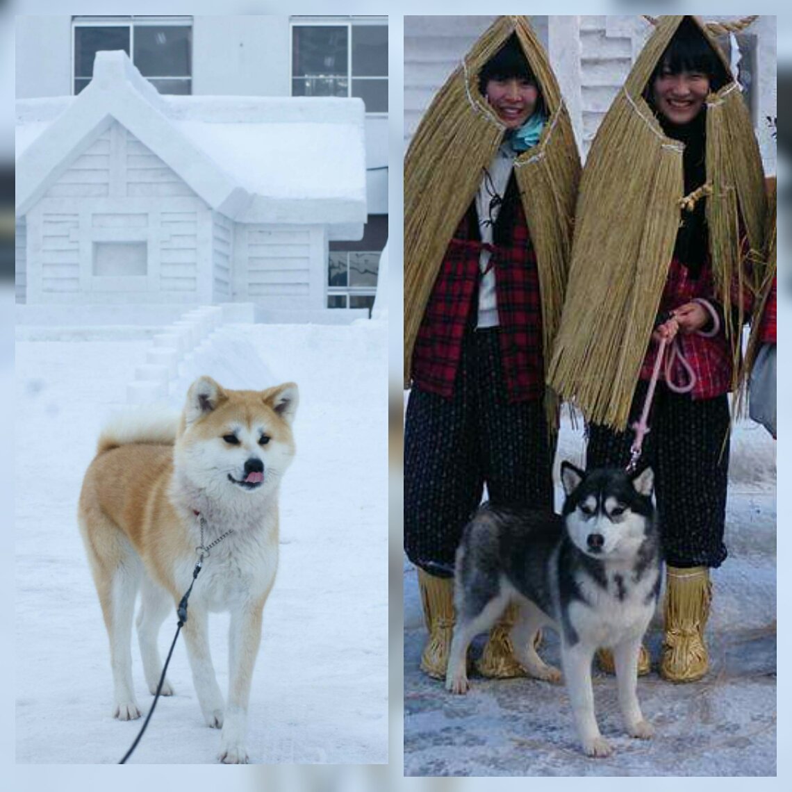 雪とモフモフの犬達の祭り『犬っこまつり2017』（秋田県湯沢市） Togetter