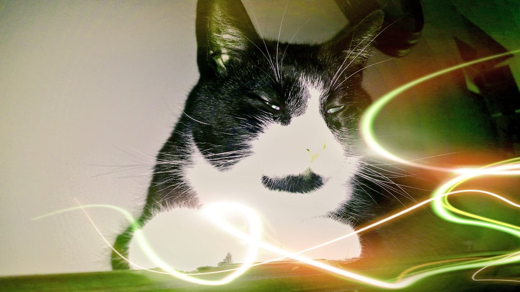 VestigialElon's tweet image. @montybellows doing some #Caturday pre-gaming #dank #Niphead #IfIWasACat