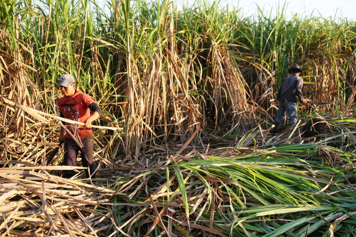 TabascoProduce's tweet photo. La  producción de azúcar es una de las actividades más complejas y monumentales del campo conoce más de su fabricación en #TabascoProduce https://t.co/2eNh4VmDBH