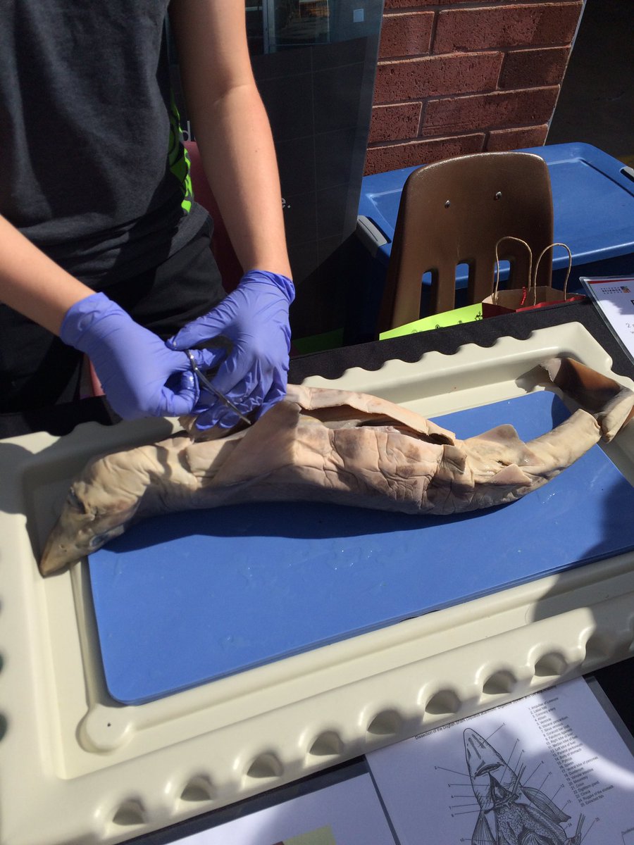 RMHSBioMed's tweet image. Fun times at RMHS STEM Day!!