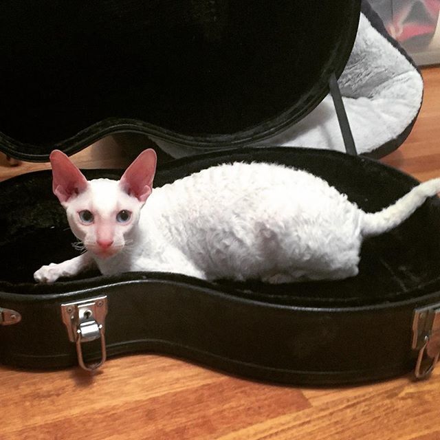 cornishrexcatz's tweet photo. Mischievous 💕 . #whitecat #inspectorrex #inspectorhectorrex #cornishrex #cornishrexkitten #cornishrexofinstagram #k… https://t.co/Yyk6dQwp9I