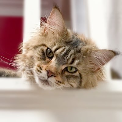 I ❤ that face 😍  #jax #mainecoon #NewProfilePic