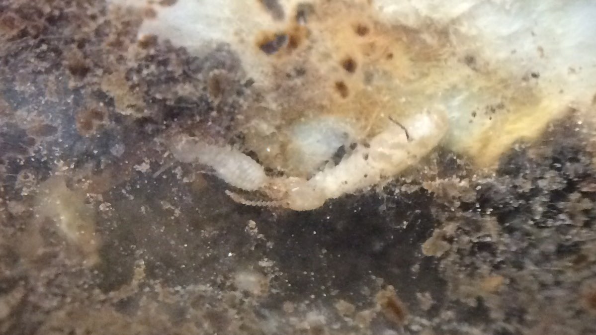 JodyBugsMeUNL's tweet photo. Take a break to celebrate #trophallaxis, the mutual exchange of fluids or food between social insects #termites #stomodeal #proctodeal https://t.co/dm8ZqJ4maT