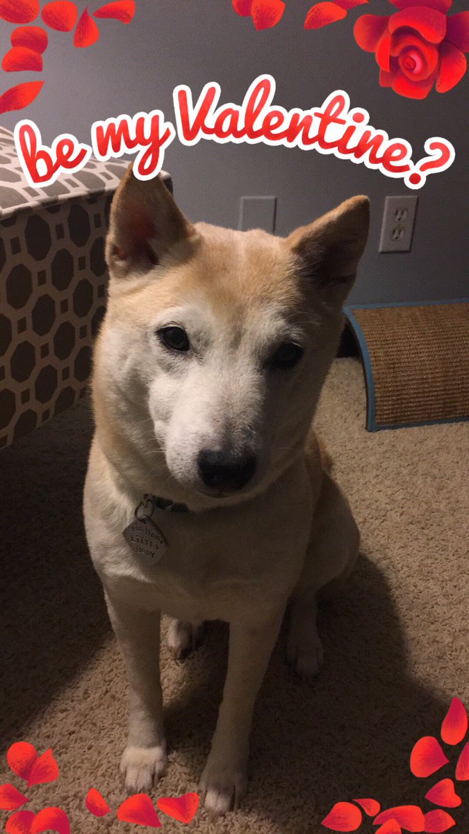 LeahShiba's tweet photo. @ShibaZPack Be mine? ❤ https://t.co/vnMqwBmSLP