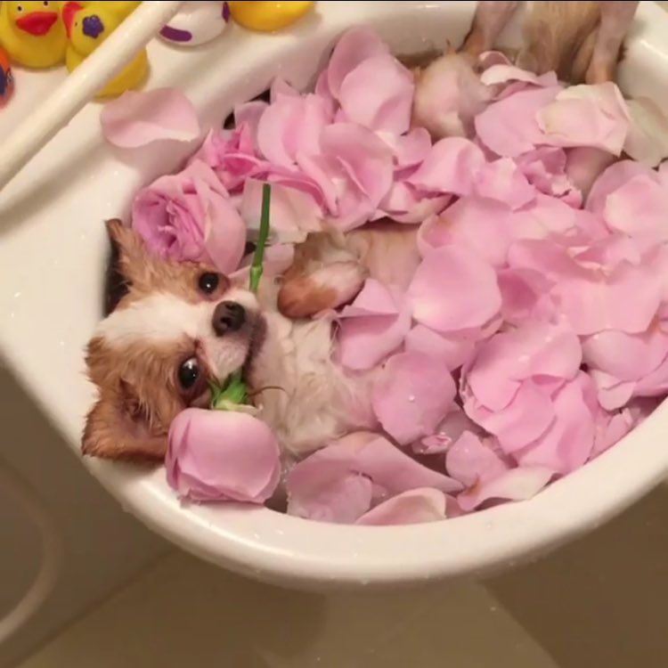 urgorgeoussmile's tweet photo. Me after a long day of doing the bare minimum https://t.co/03Wq2MWpQI